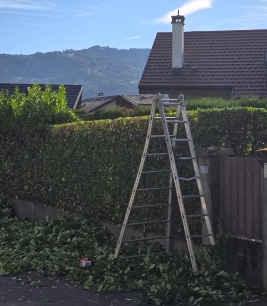 Échelle et taille-haie devant une haie fraîchement taillée