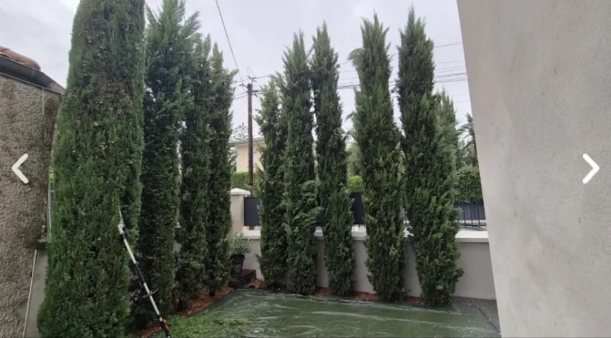 Rangée de cyprès taillés en colonnes le long d'un mur