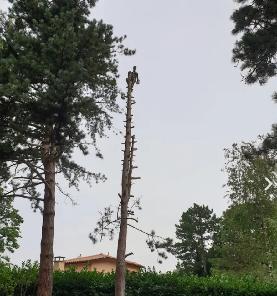 Grimpeur élagueur démontant un grand pin section par section